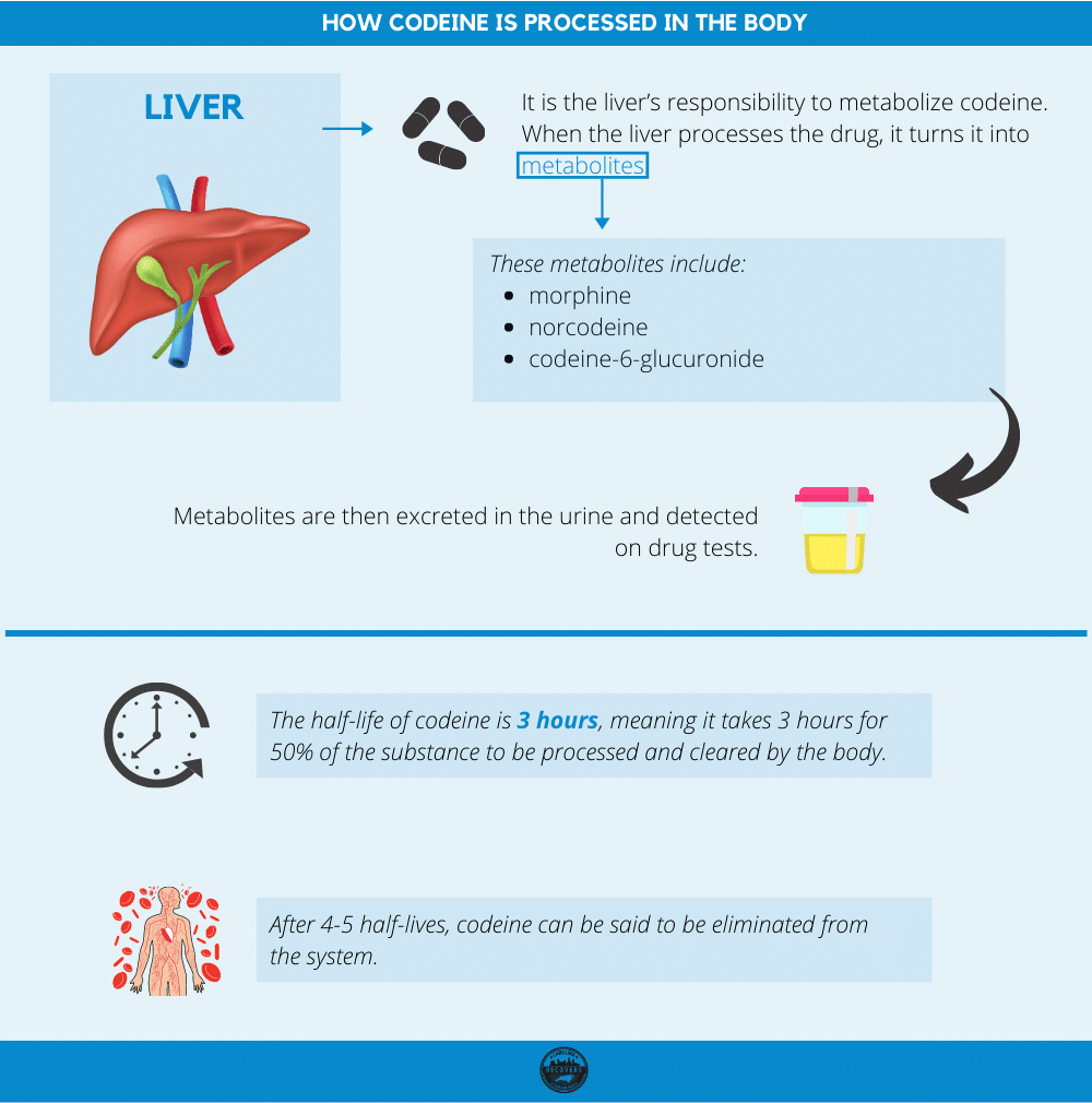 how codeine is processed in the body